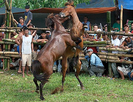 Horse Fighting 4